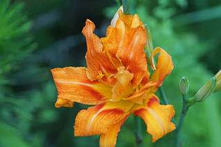 DSC00066_1.jpg