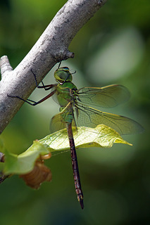 DSC02525_1.jpg