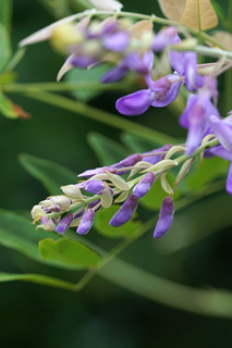 DSC02555_1.jpg