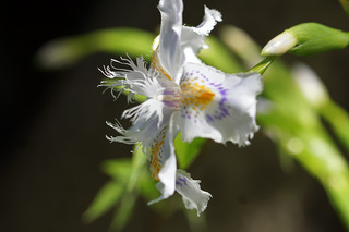 DSC05610_1.jpg