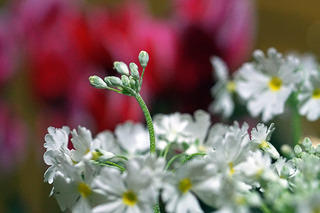 DSC07466_1.jpg