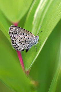DSC08013_1.jpg
